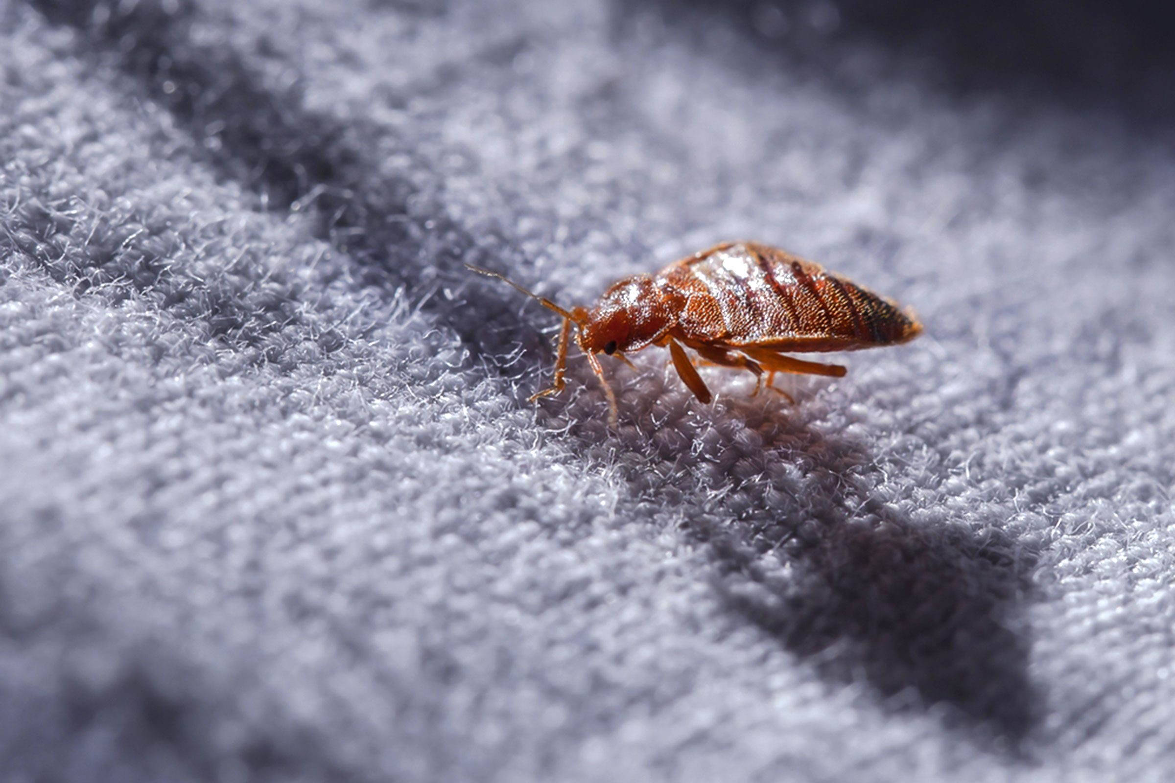 Bedbug Control
