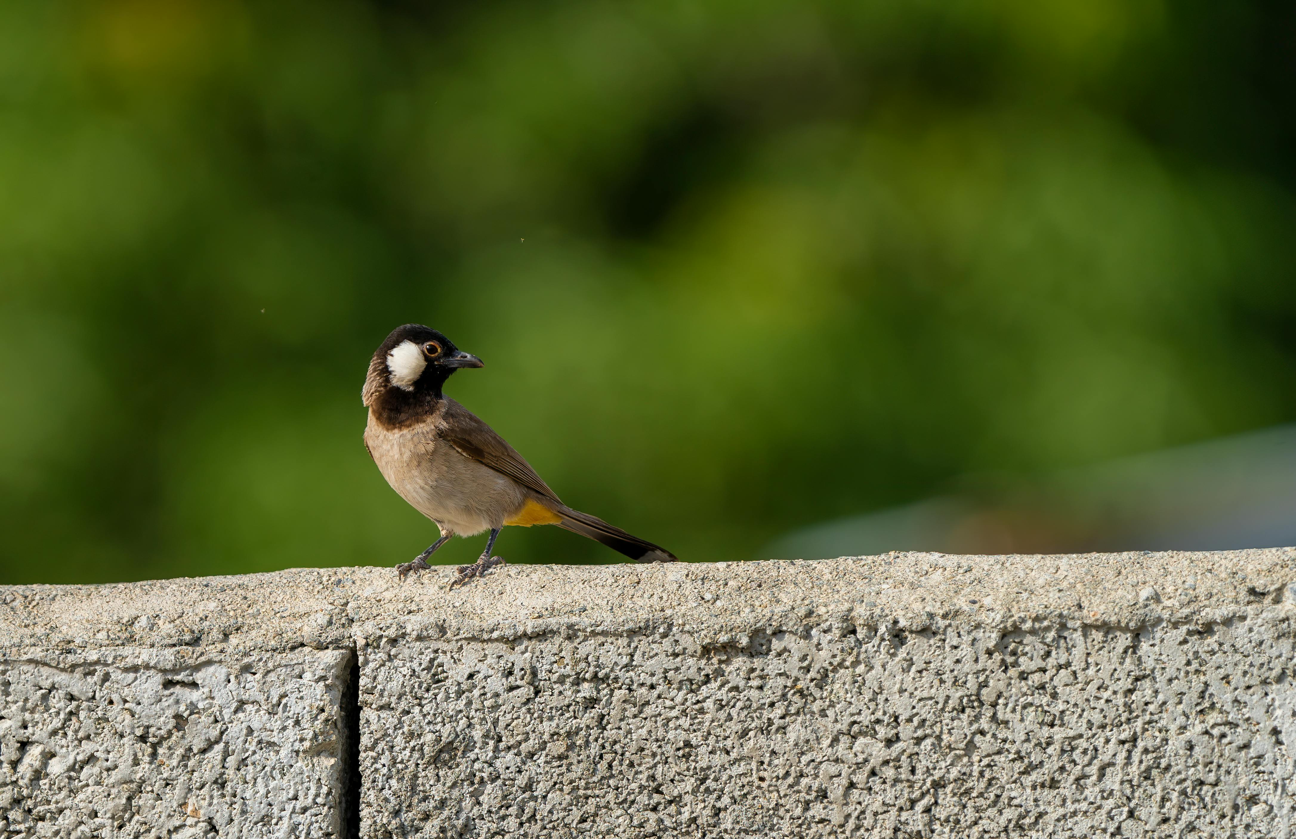 Bird Control