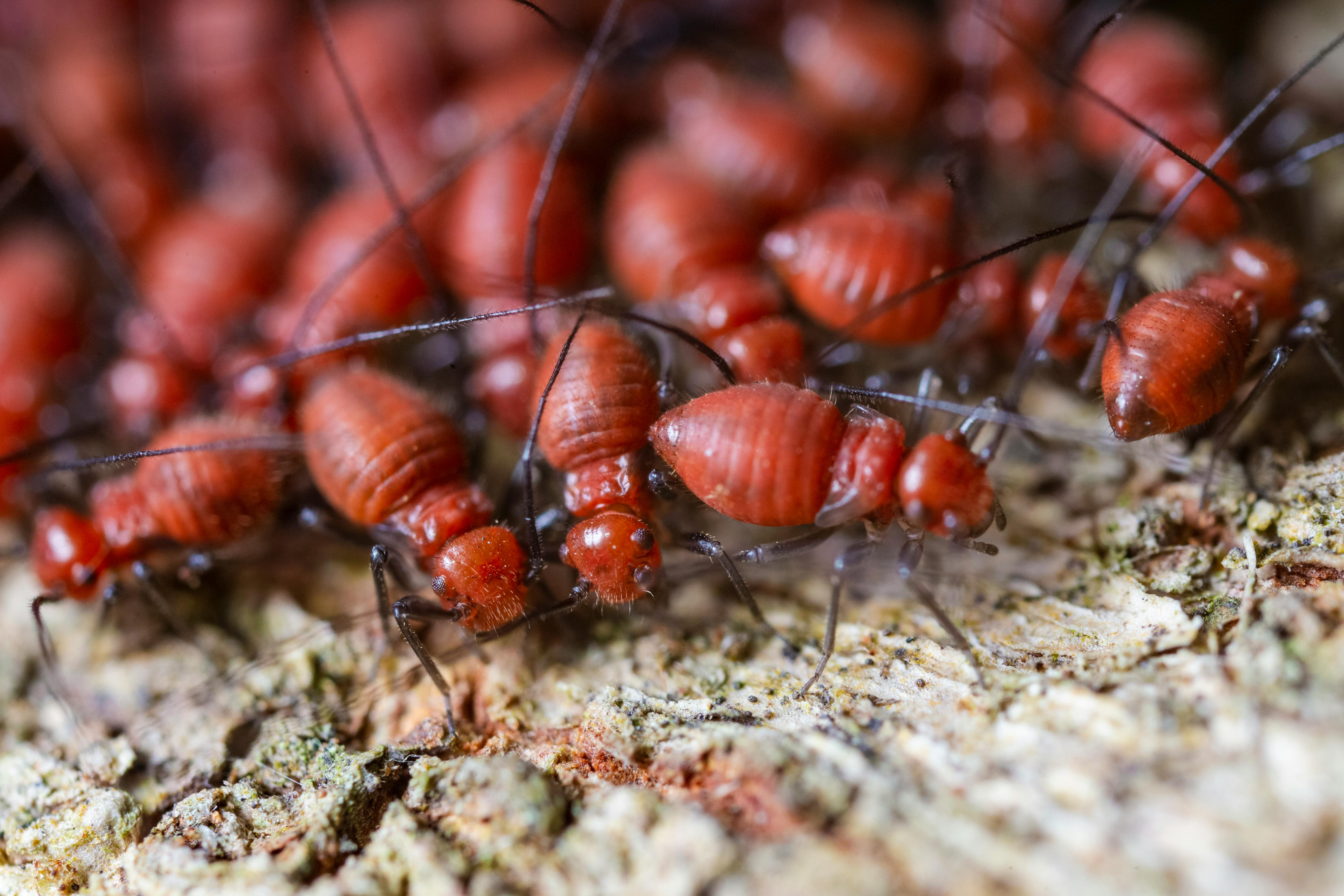 Termite Control