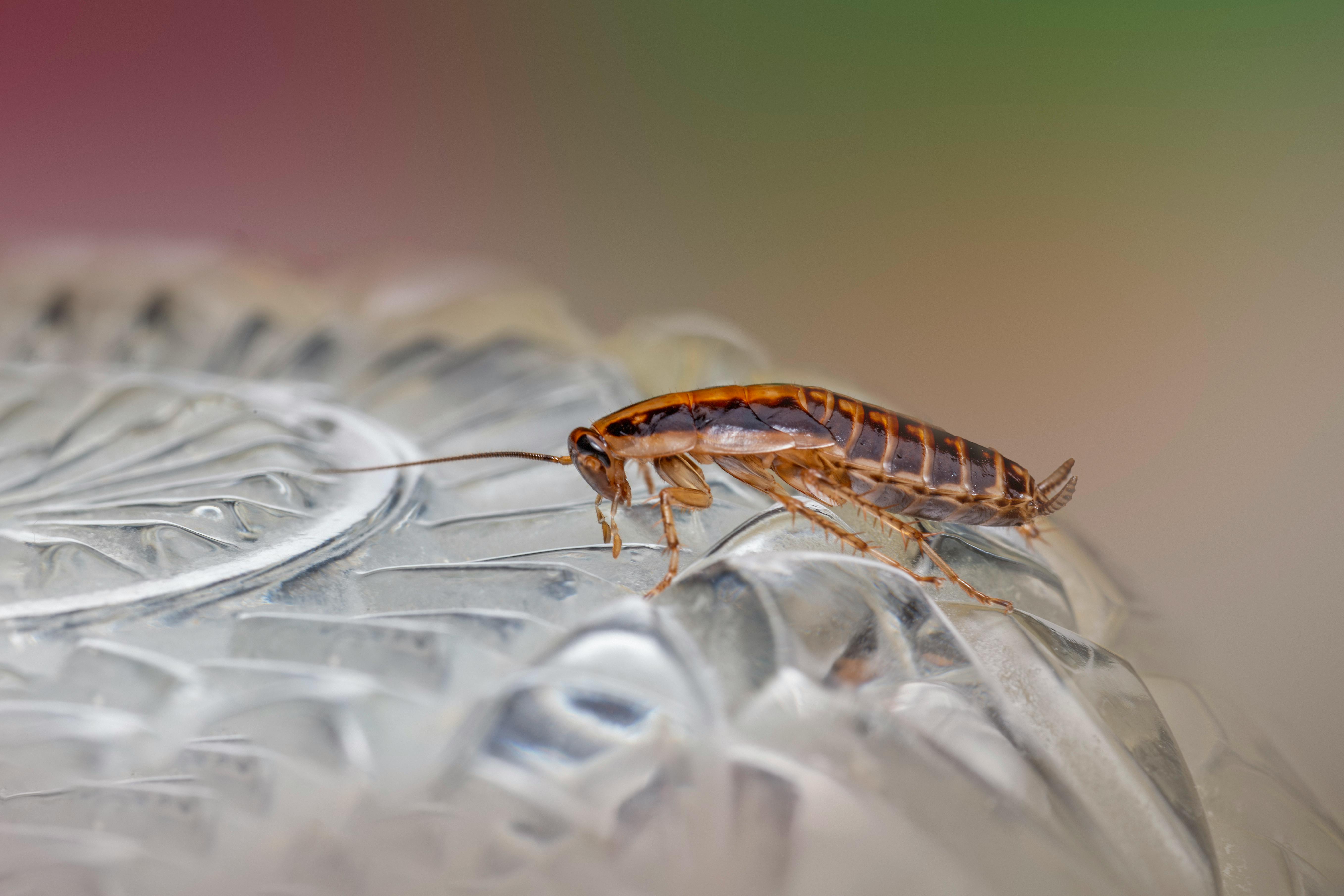 Vector Control